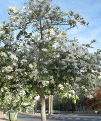 White Orchid Tree (Bauhinia variegata) - Ladybird Nursery