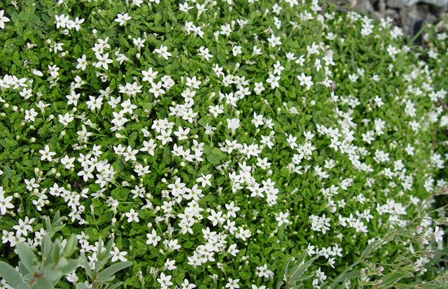 White Star Creeper (Pratia pedunculata)