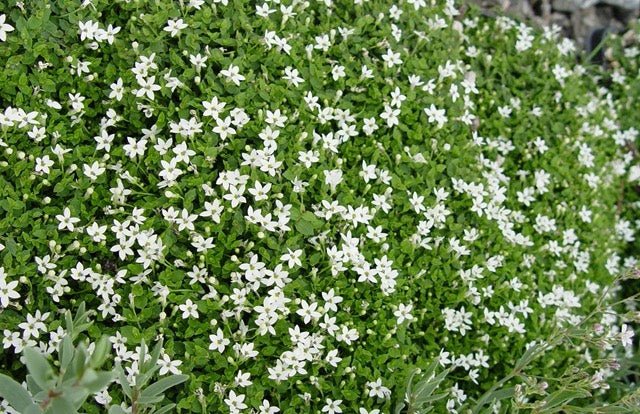 White Star Creeper (Pratia pedunculata) - Ladybird Nursery