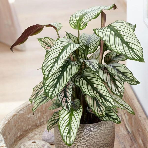 Calathea 'White Star'