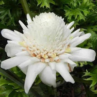 Ginger 'White Torch' (Etlingera elatior) - Ladybird Nursery