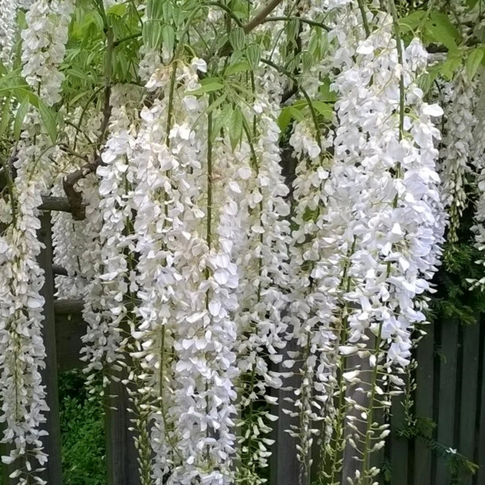 Wisteria White (Wisteria spp.)