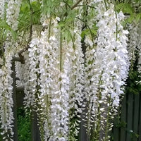 Wisteria White (Wisteria spp.)