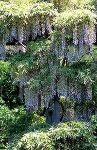 Japanese Wisteria Select Form (Wisteria floribunda) - Ladybird Nursery