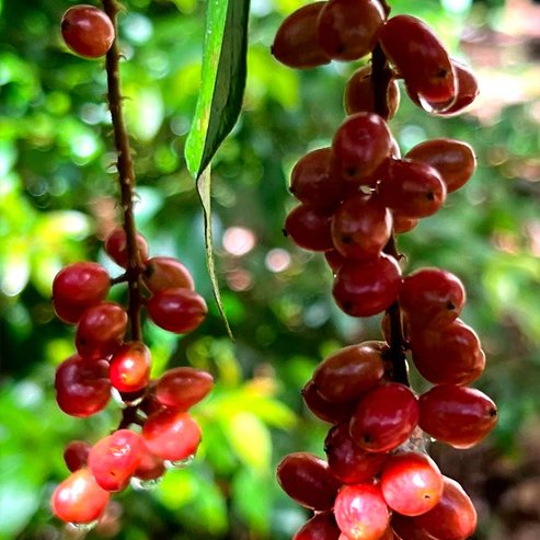 Wild Currant (Antidesma erostre) - Ladybird Nursery