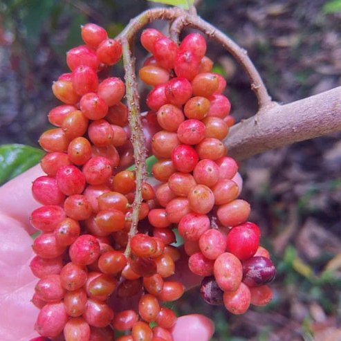 Wild Currant (Antidesma erostre)