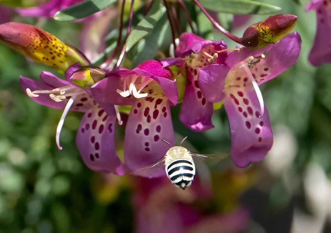 Emu Bush ‘Wild Berry’ (Eremophila alternifolia) - Ladybird Nursery