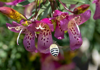 Emu Bush ‘Wild Berry’ (Eremophila alternifolia) - Ladybird Nursery