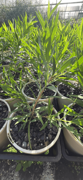 Dwarf Bottlebrush 'Wilderness White' (Callistemon viminalis) - Ladybird Nursery