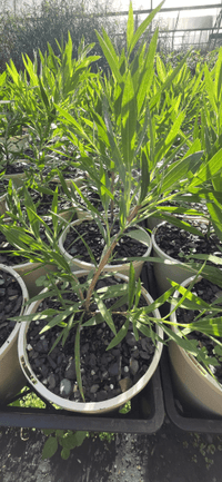 Dwarf Bottlebrush 'Wilderness White' (Callistemon viminalis) - Ladybird Nursery