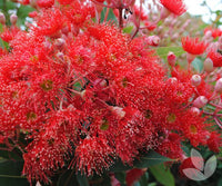 Red Flowering Gum Wildfire Grafted (Corymbia ficifolia) - Ladybird Nursery