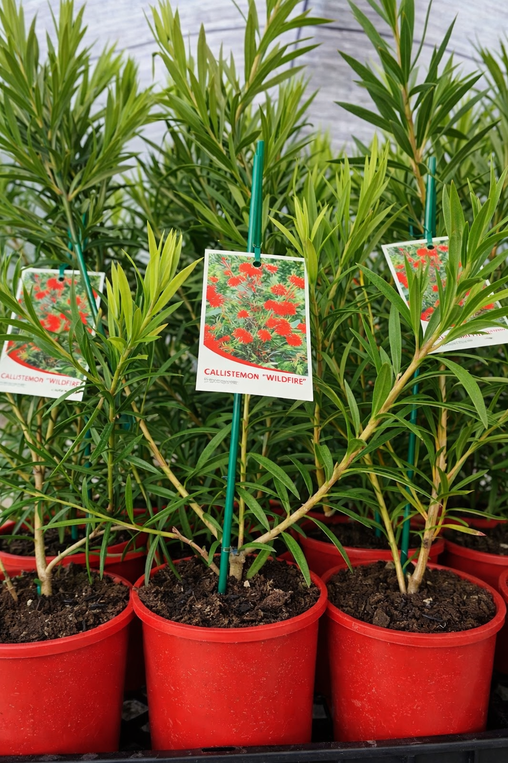 Weeping Bottlebrush Wildfire (Callistemon viminalis) - Ladybird Nursery