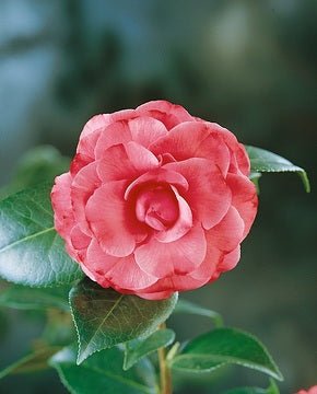 Camellia 'William Bull' (Camellia japonica) - Ladybird Nursery