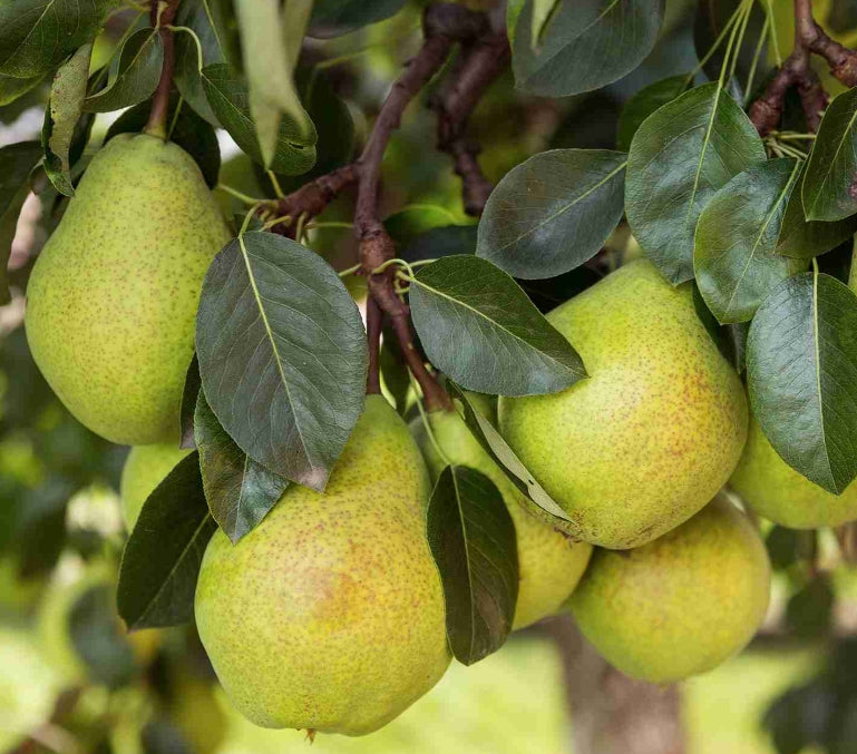 2-Way Pear 'Packhams + Williams'