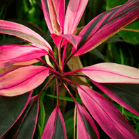 Cordyline Magic (Cordyline Black)