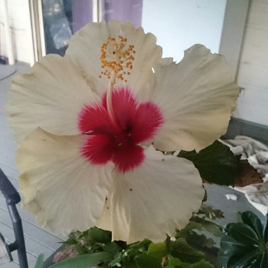 Hibiscus Flamenco™ Adonicus White