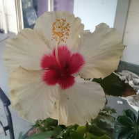 Hibiscus Flamenco™ Adonicus White - Ladybird Nursery
