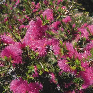 Violet Honey Myrtle (Melaleuca wilsonii) - Ladybird Nursery