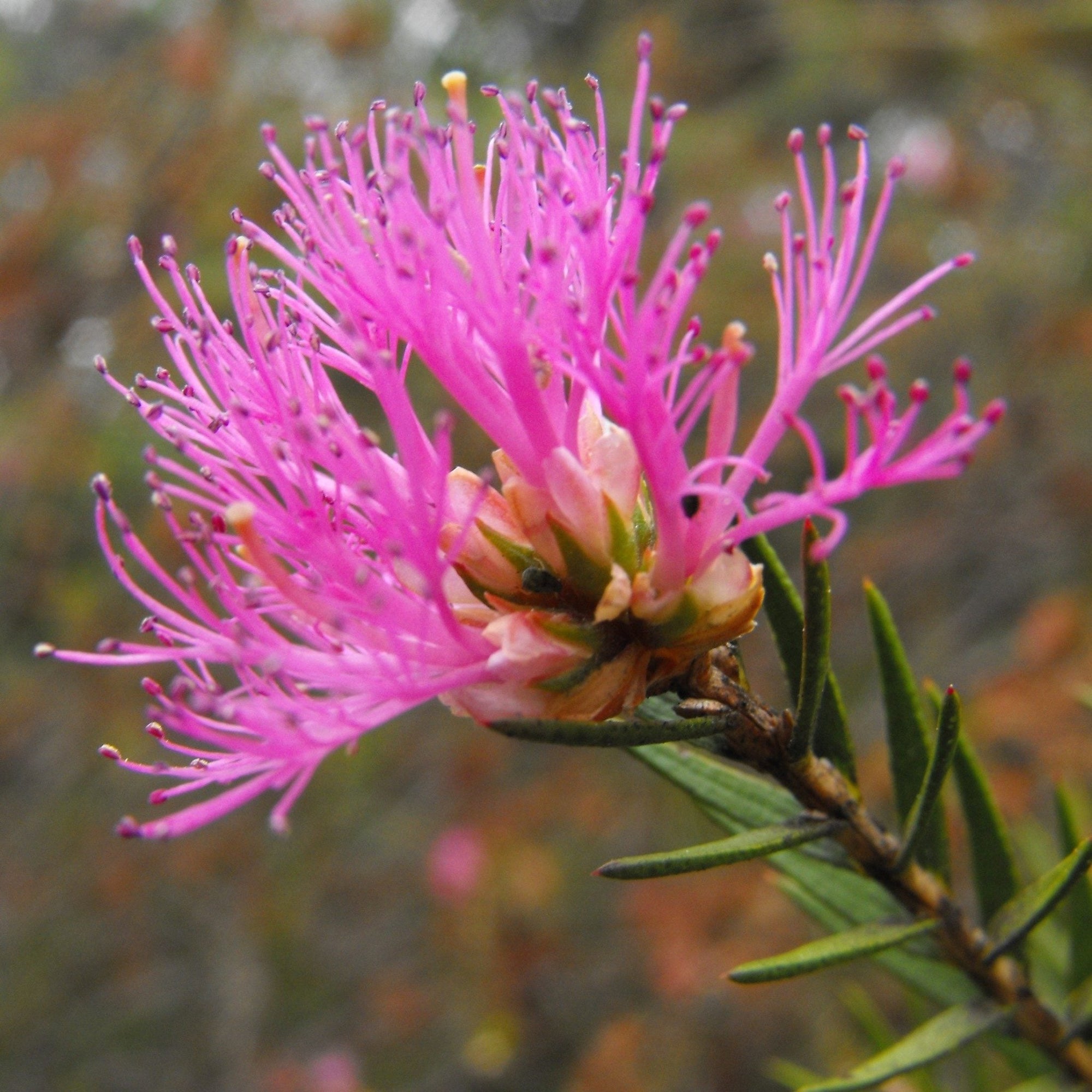 Violet Honey Myrtle (Melaleuca wilsonii) - Ladybird Nursery