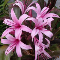Wine Time (Crinum)