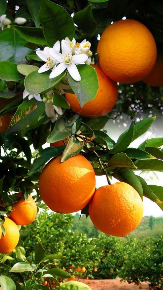 Winter Sunrise Orange (QLD Only) - Ladybird Nursery