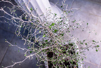 Wire Netting Bush (Corokia cotoneaster) - Ladybird Nursery