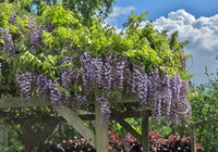 Japanese Wisteria Violacea Plena (Wisteria floribunda)