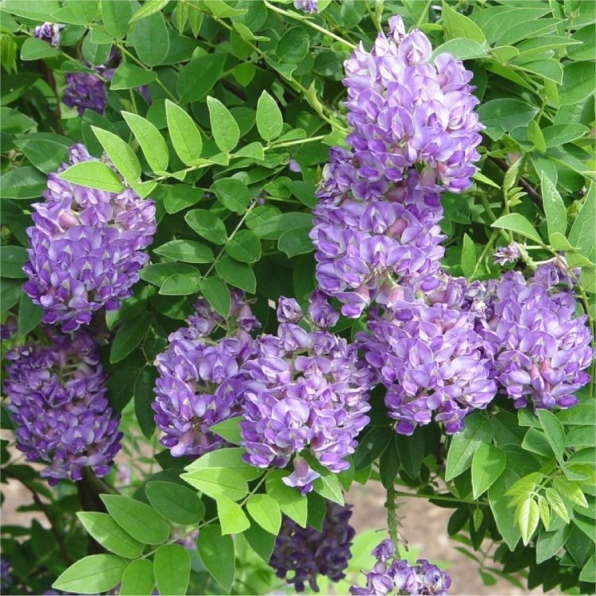 Wisteria Amethyst Falls (Wisteria frutescens) - Ladybird Nursery