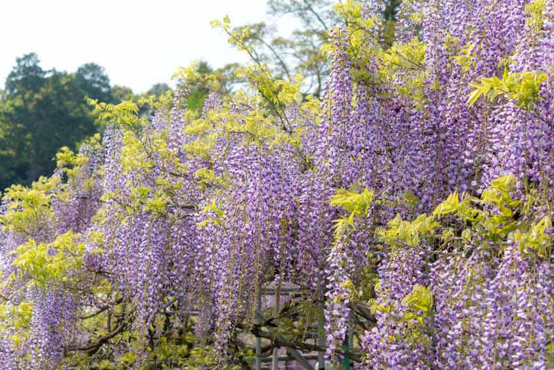 Japanese Wisteria Lavender Lace (Wisteria)