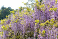 Japanese Wisteria Lavender Lace (Wisteria) - Ladybird Nursery