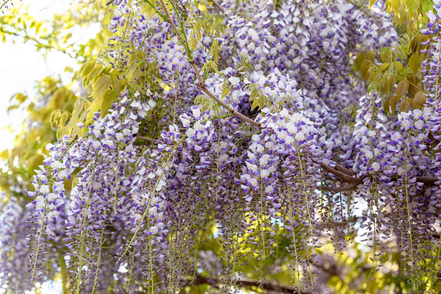 Wisteria White (Wisteria spp.)