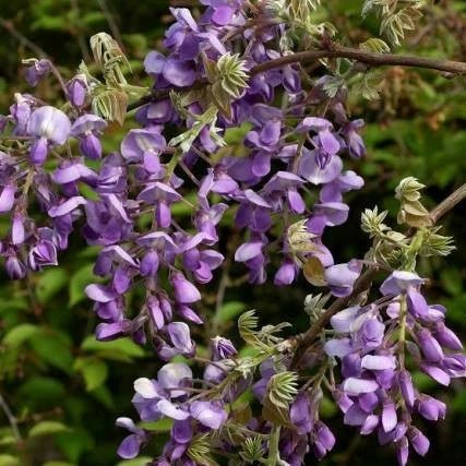 Silky Wisteria Okayama (Wisteria brachybotrys) - Ladybird Nursery