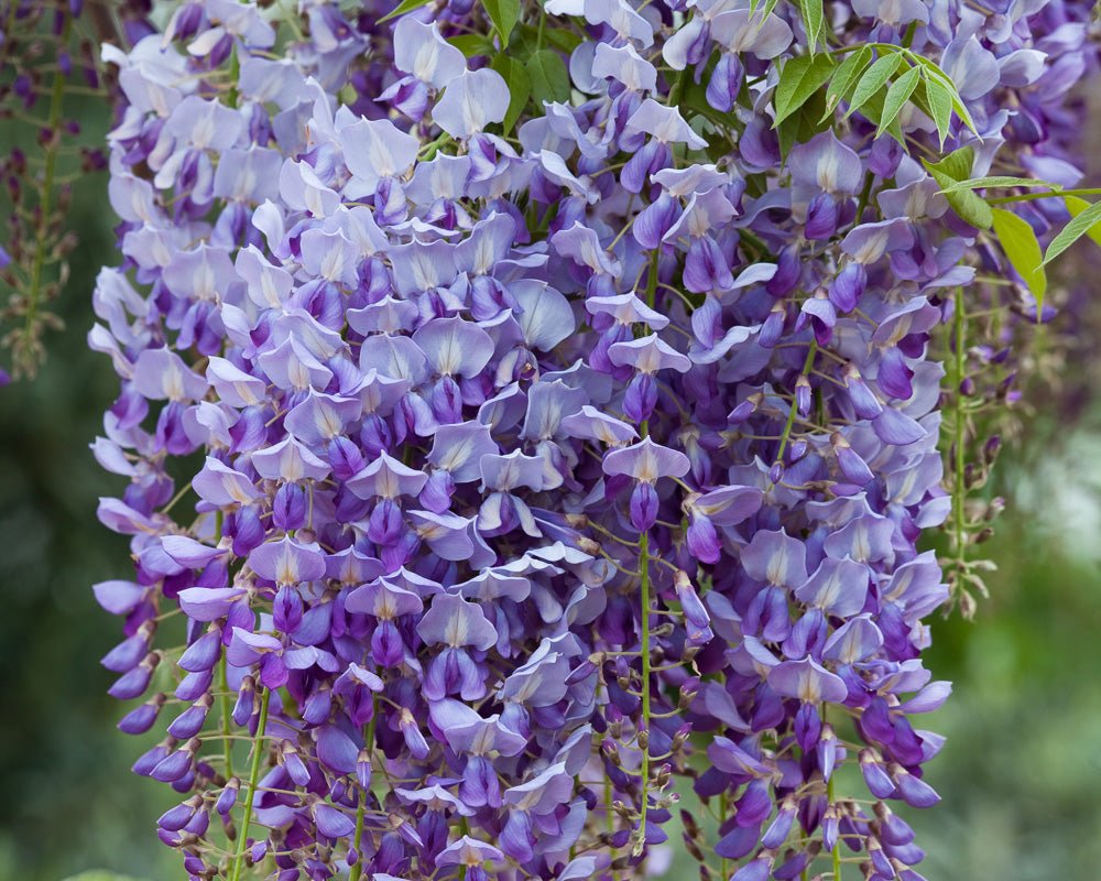 Wisteria 'Murasaki - Kapitan' (Wisteria brachybotrys) - Ladybird Nursery