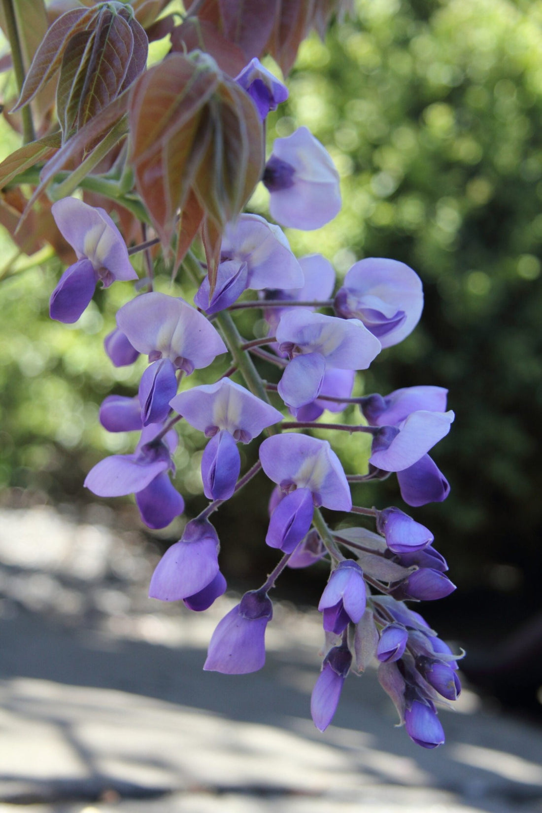 Wisteria 'Murasaki - Kapitan' (Wisteria brachybotrys) - Ladybird Nursery