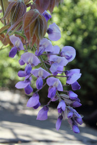 Wisteria 'Murasaki - Kapitan' (Wisteria brachybotrys) - Ladybird Nursery