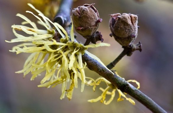 Witch Hazel (Hamamelis virginiana) 300mm Pick Up Only - Ladybird Nursery