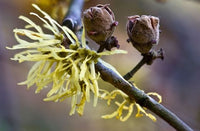 Witch Hazel (Hamamelis virginiana)