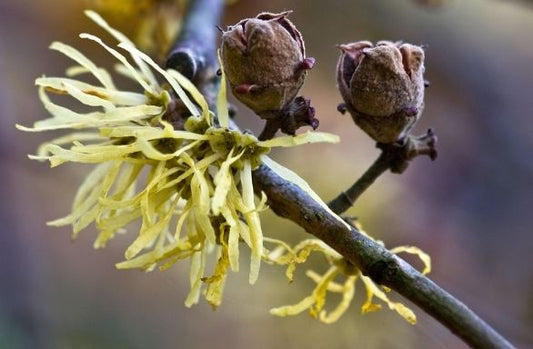 Witch Hazel (Hamamelis virginiana)
