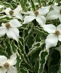 Dogwood 'Wolf Eyes' (Cornus kousa) - Ladybird Nursery