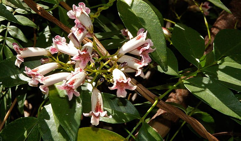 Wonga Wonga Vine (Pandorea pandorana) - Ladybird Nursery