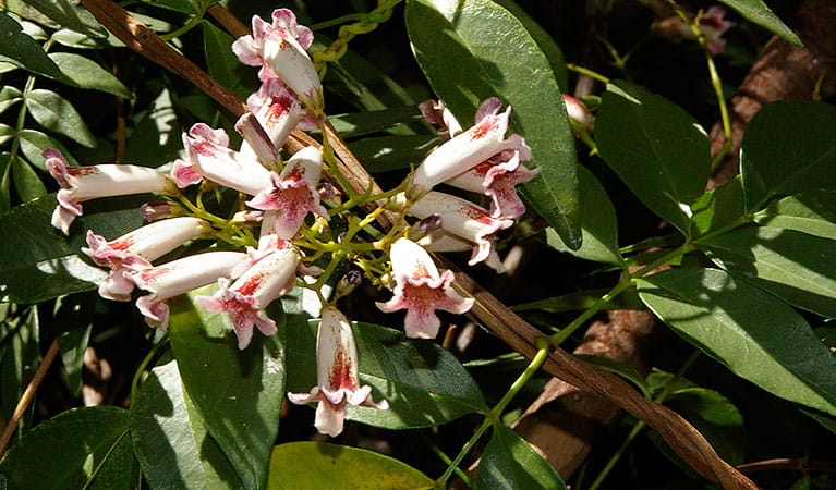 Wonga Wonga Vine (Pandorea pandorana)