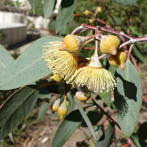 Red Box (Eucalyptus polyanthemos) - Ladybird Nursery