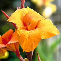 Canna Wyoming Orange (Canna)