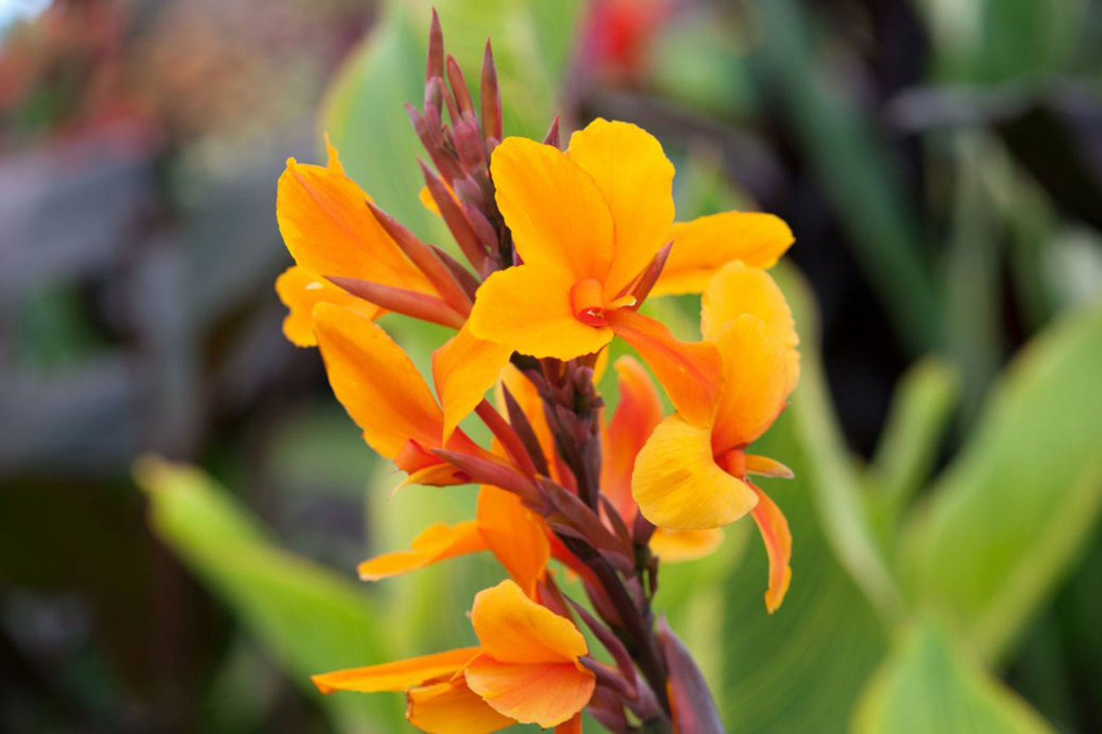 Canna Wyoming Orange (Canna) - Ladybird Nursery