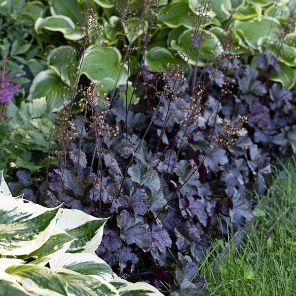 Heuchera Obsidian