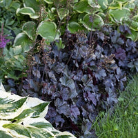 Heuchera Obsidian