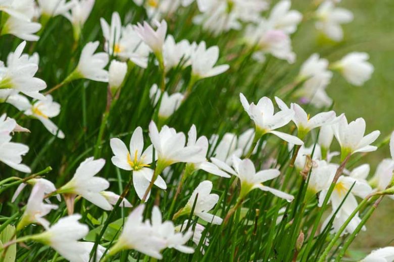 Rain Lily (Zephyranthes candida)