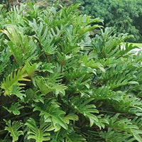 Philodendron 'Xanadu' - Ladybird Nursery