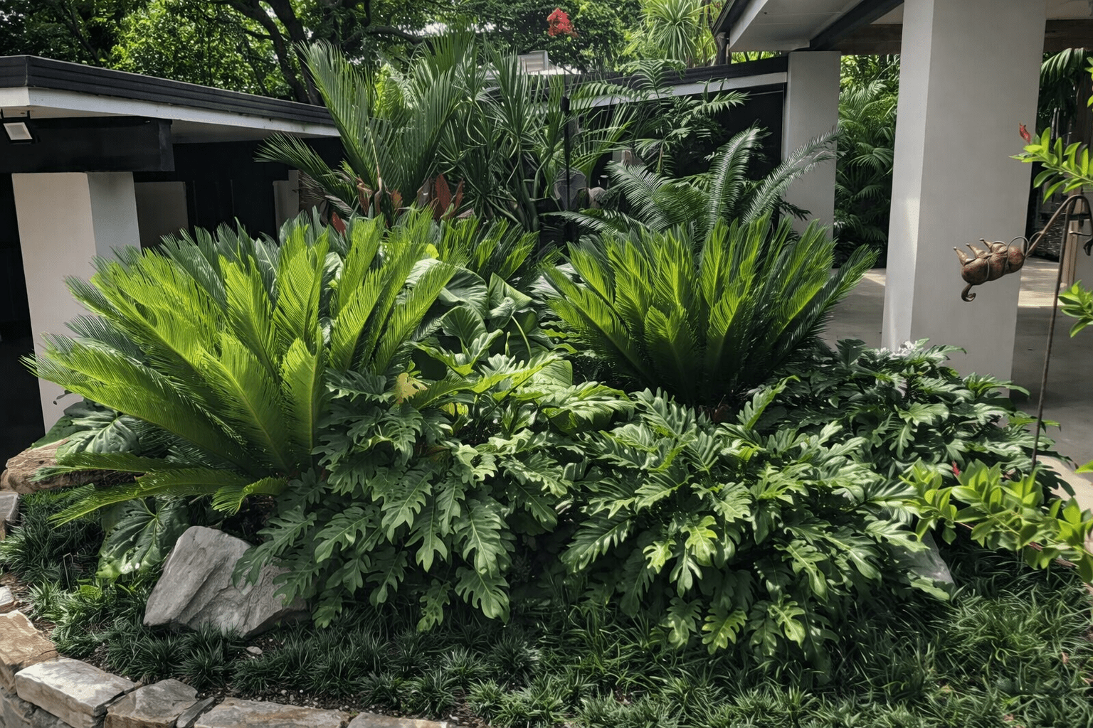 philodendron for sale brisbane Philodendron 'Xanadu' Plant – Buy Now! – Ladybird Nursery