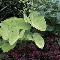 Elephant Ear Lime Zinger (Xanthosoma) - Ladybird Nursery